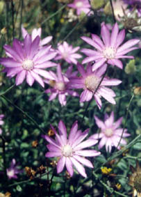 Xeranthemum inapertum